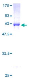 SDS-PAGE (DCAF7-4565H).jpg
